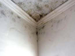 Best Forensic Mold Investigation in Mansfield, PA