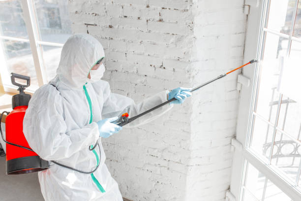 Best Attic Mold Removal in Mansfield, PA